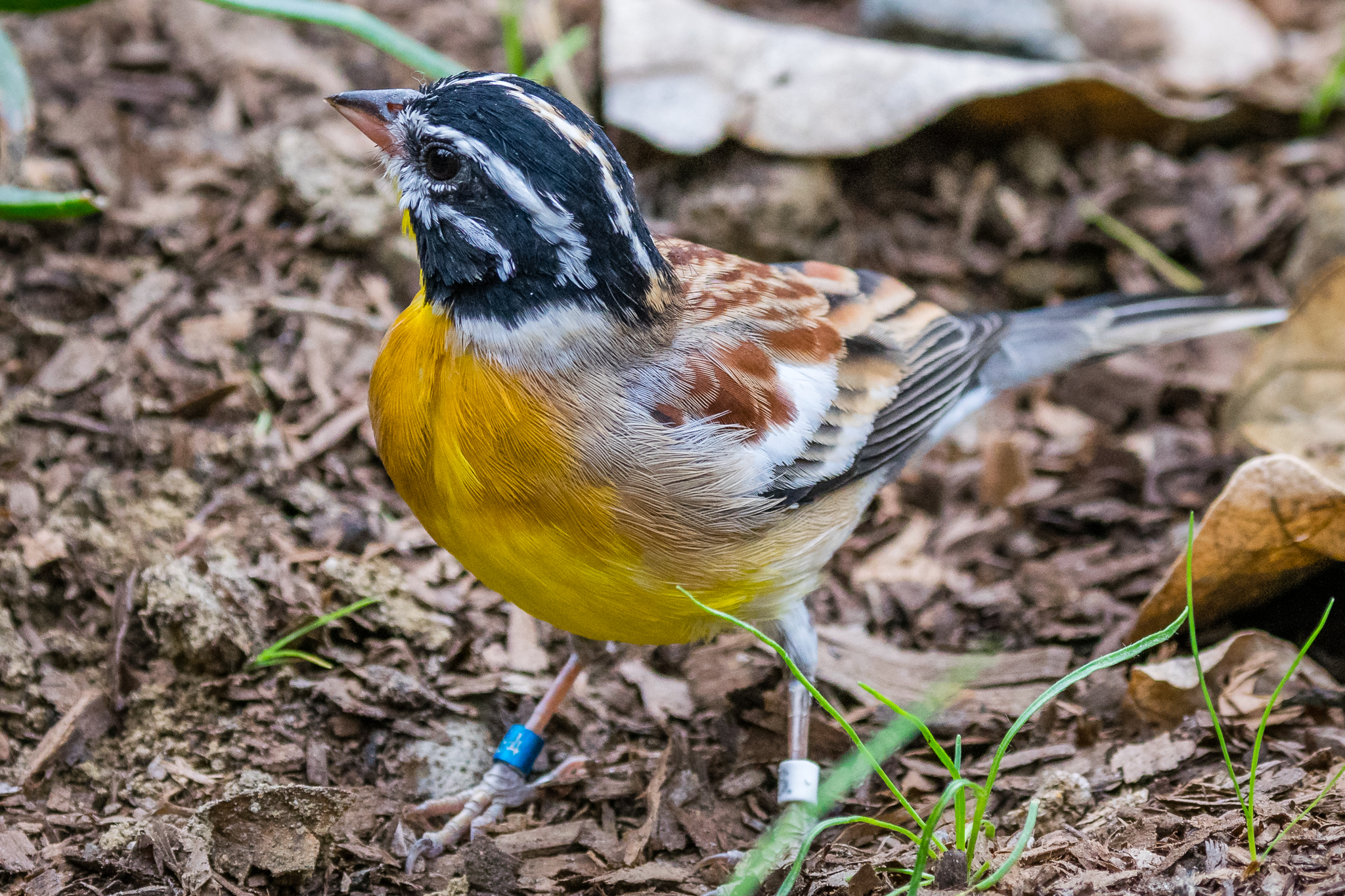 Golden-breasted Bunting