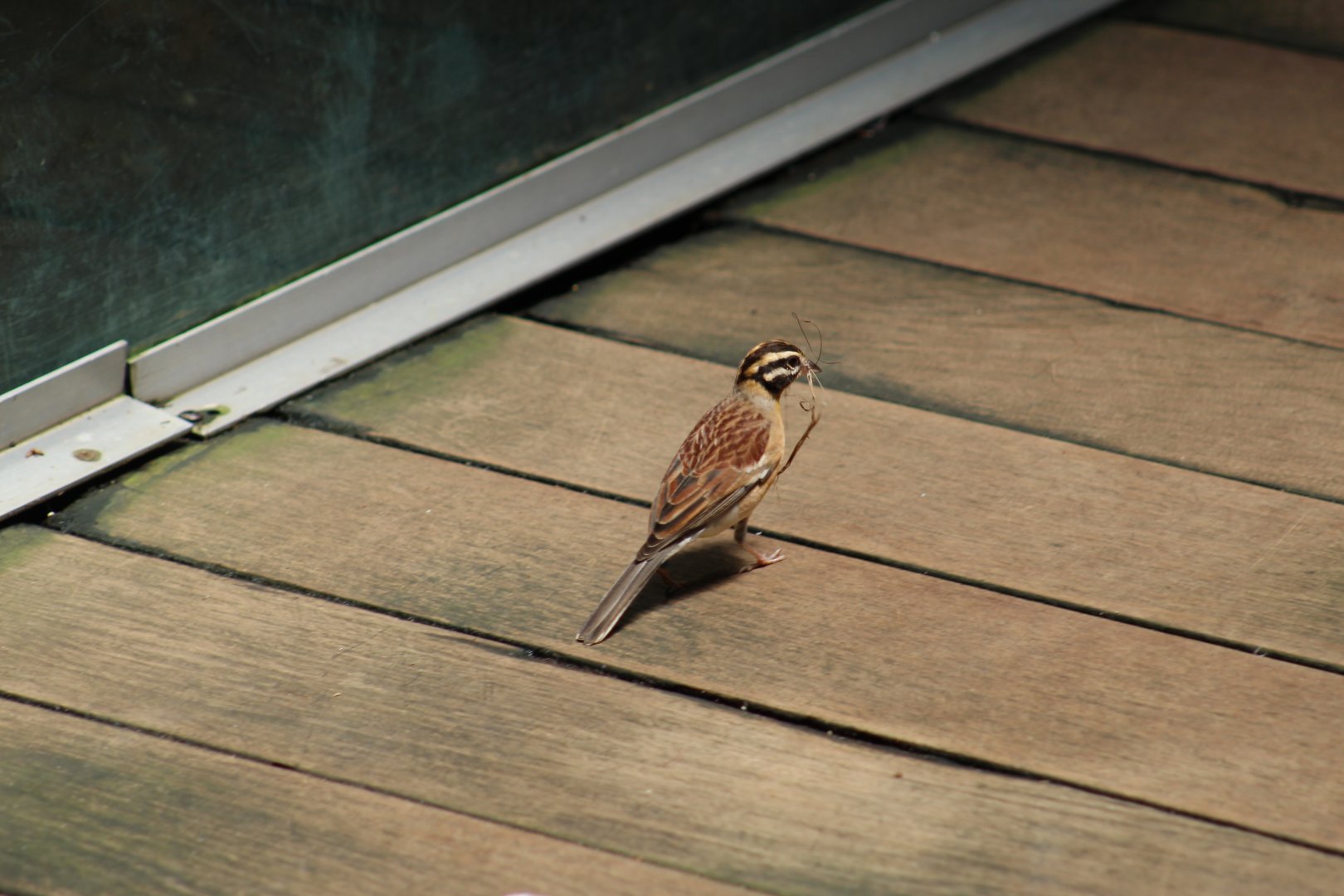 Golden-Breasted Bunting
