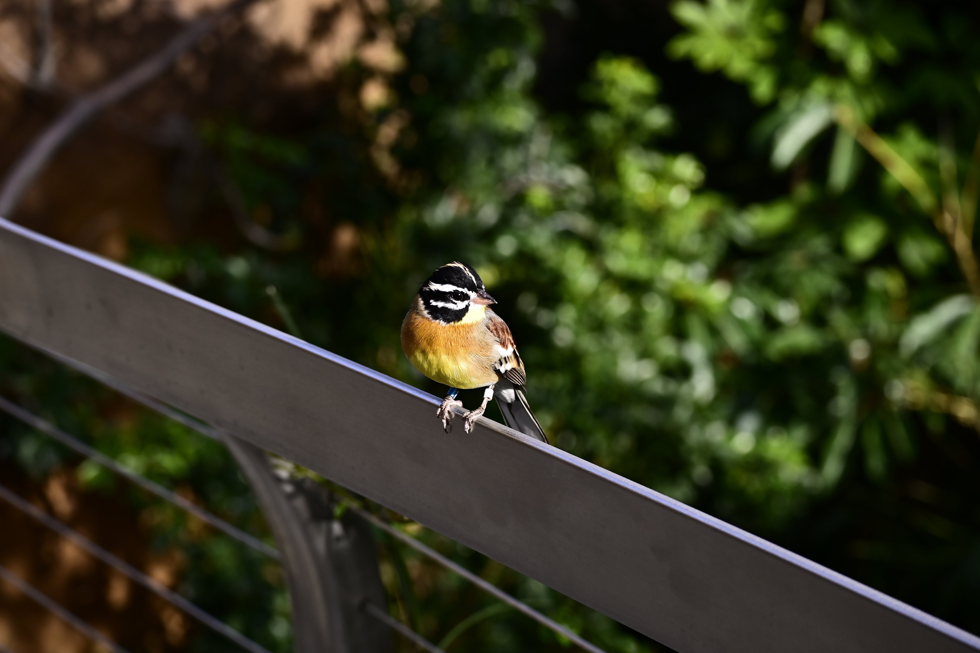Golden Breasted Bunting