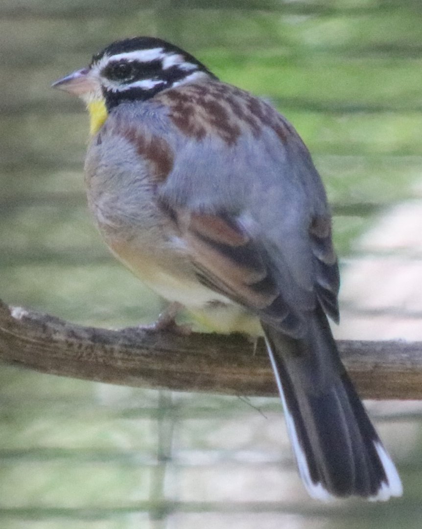 Golden-breasted Bunting