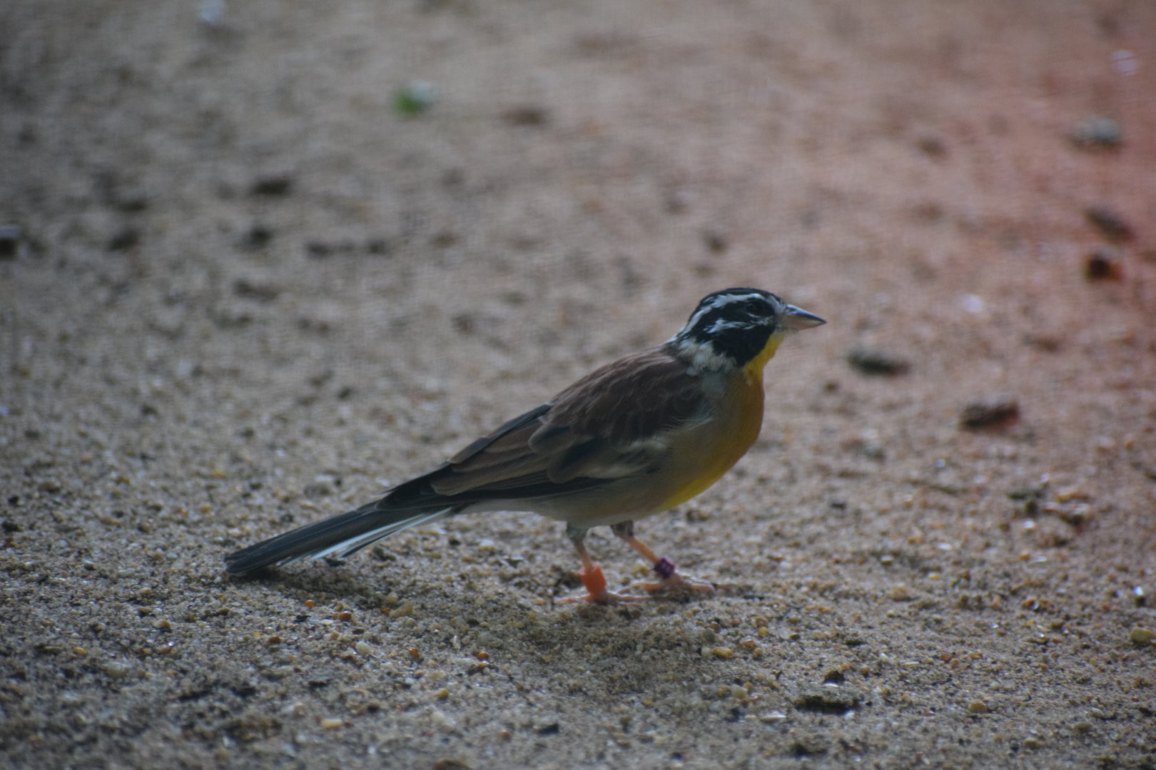 Golden-breasted bunting