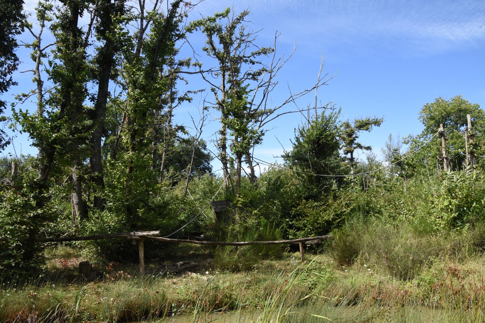 Golden-breasted Capuchin island