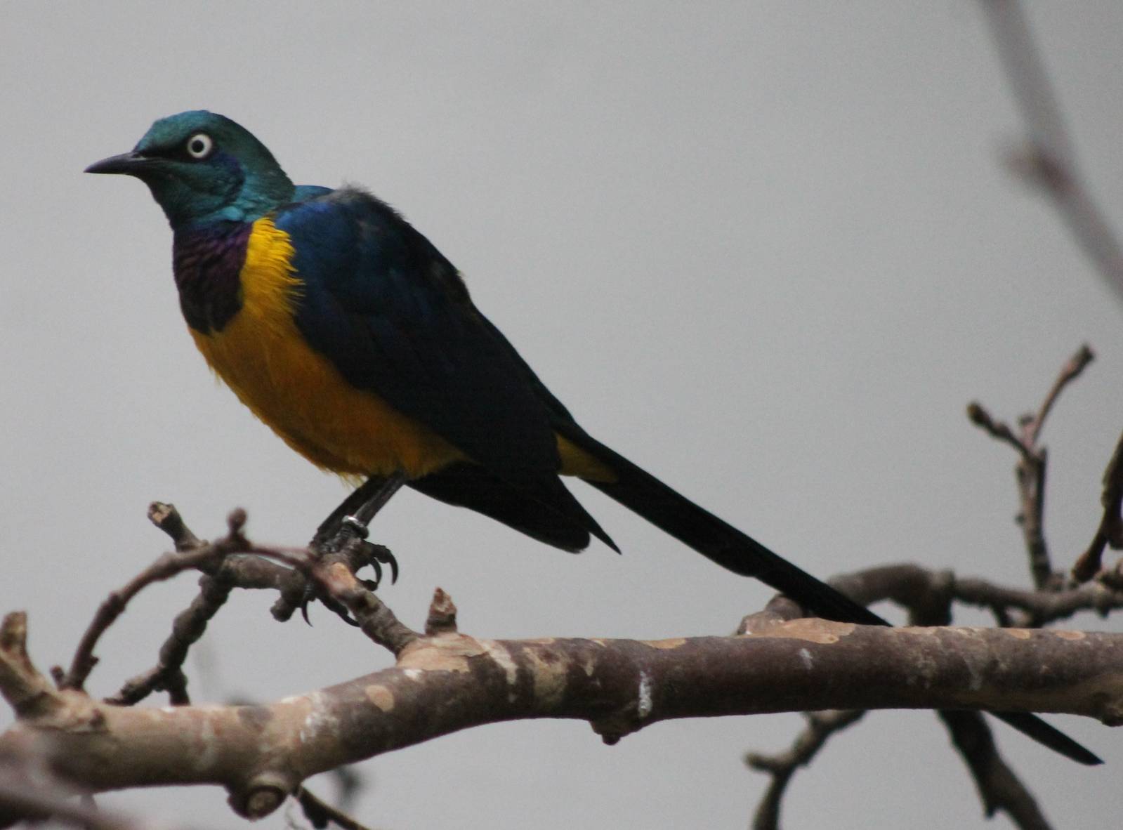 Golden breasted glossy starling