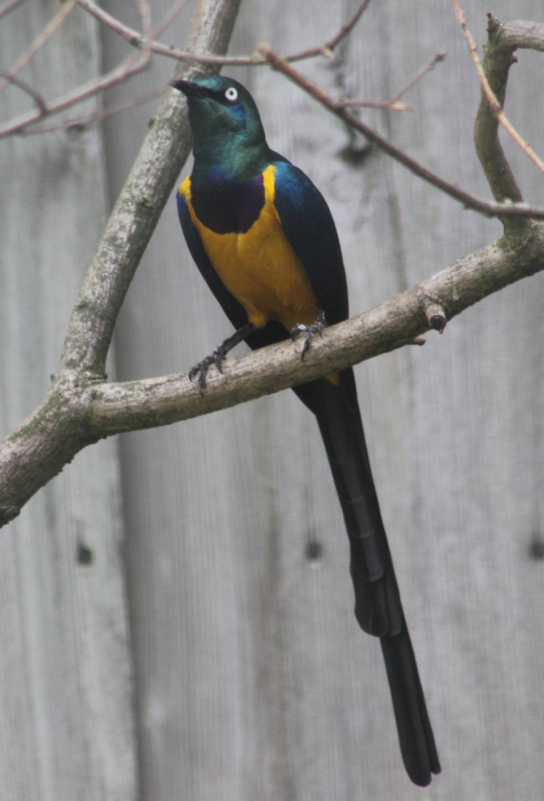 Golden-breasted glossy starling
