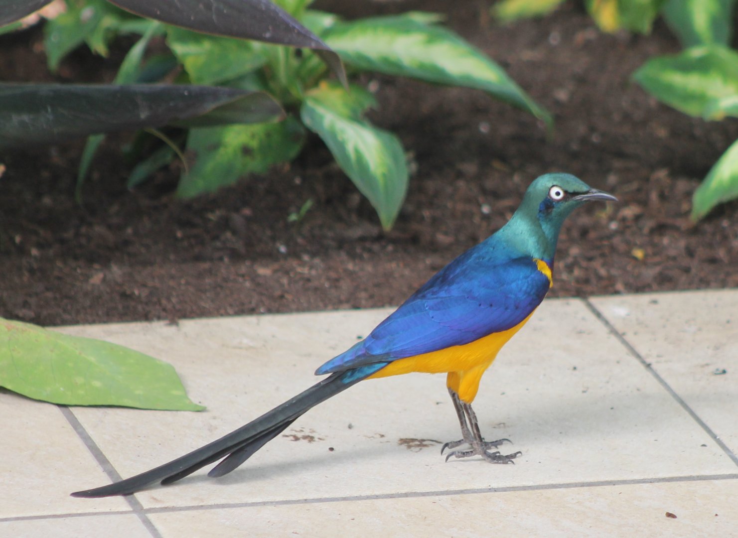 Golden-breasted glossy starling
