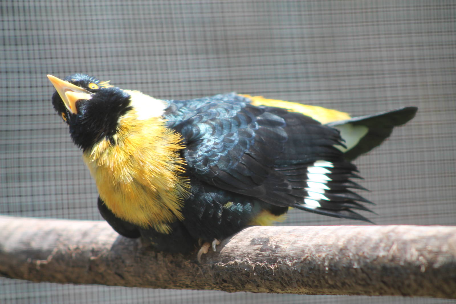 golden-breasted mynah (Mino anais) sunbathing