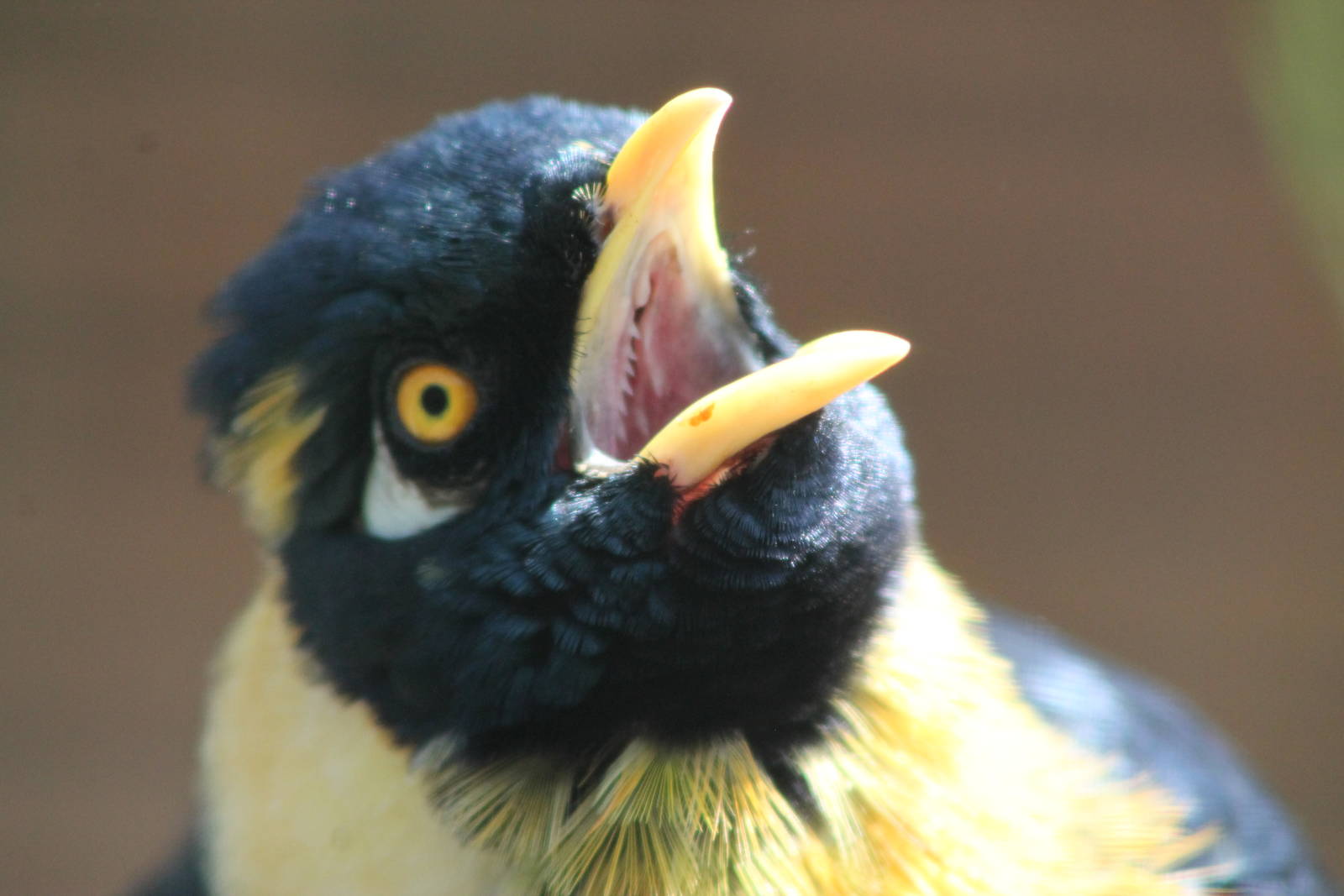 golden-breasted mynah (Mino anais)