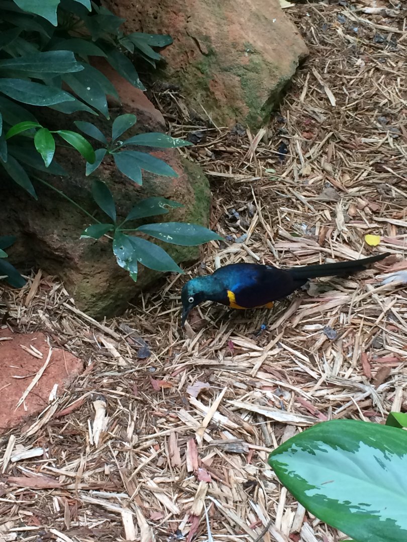 Golden-breasted (Royal) Starling