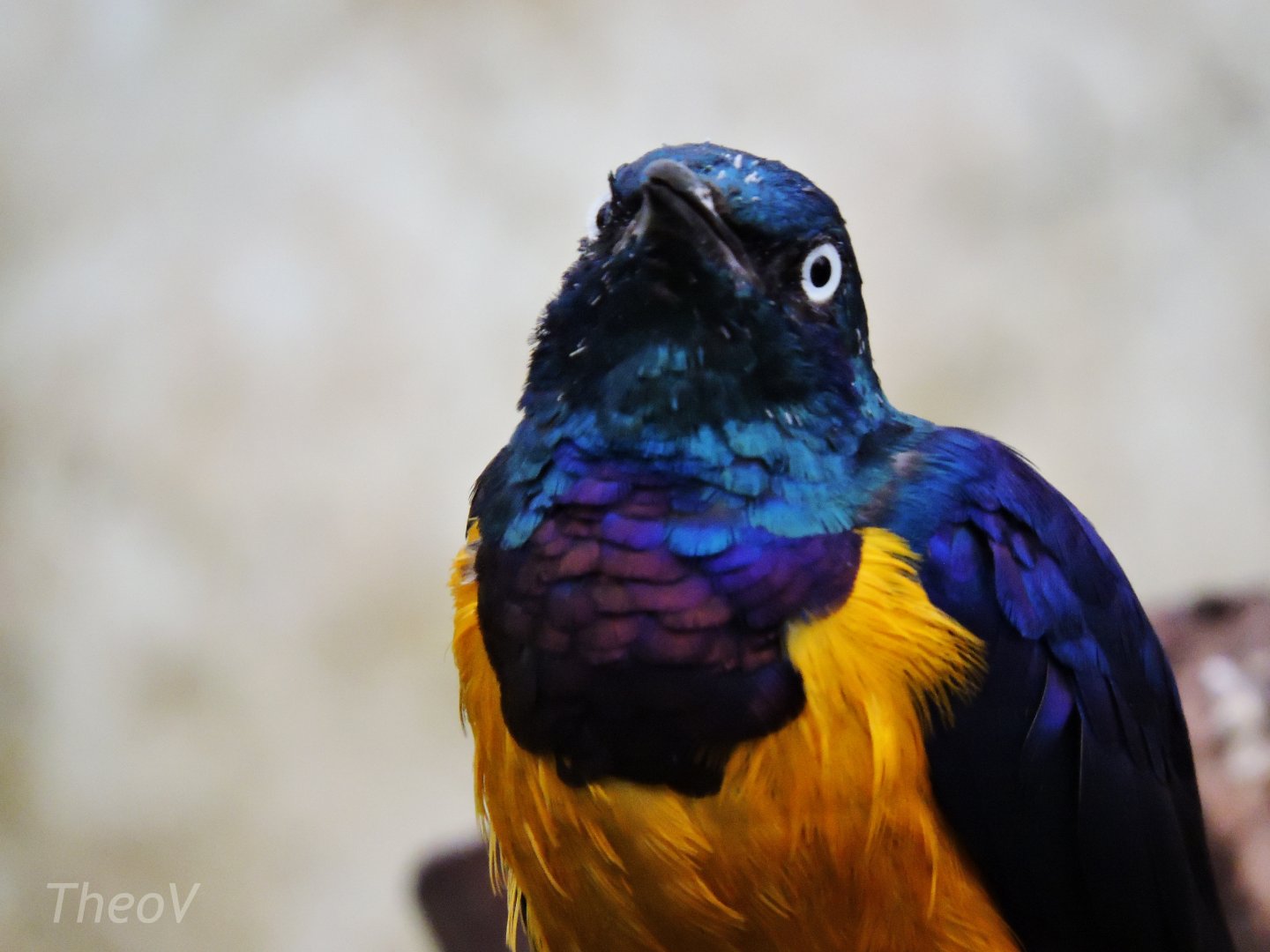 Golden-breasted starling [2015]