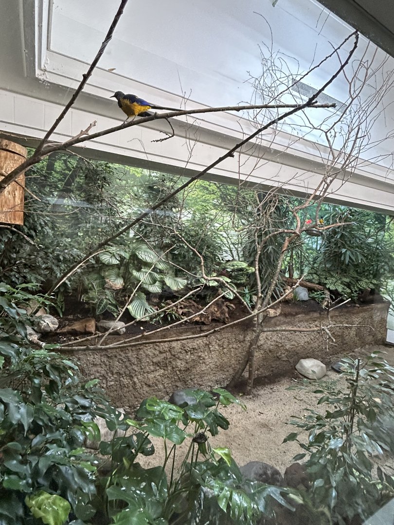 Golden-breasted starling and Black crake aviary
