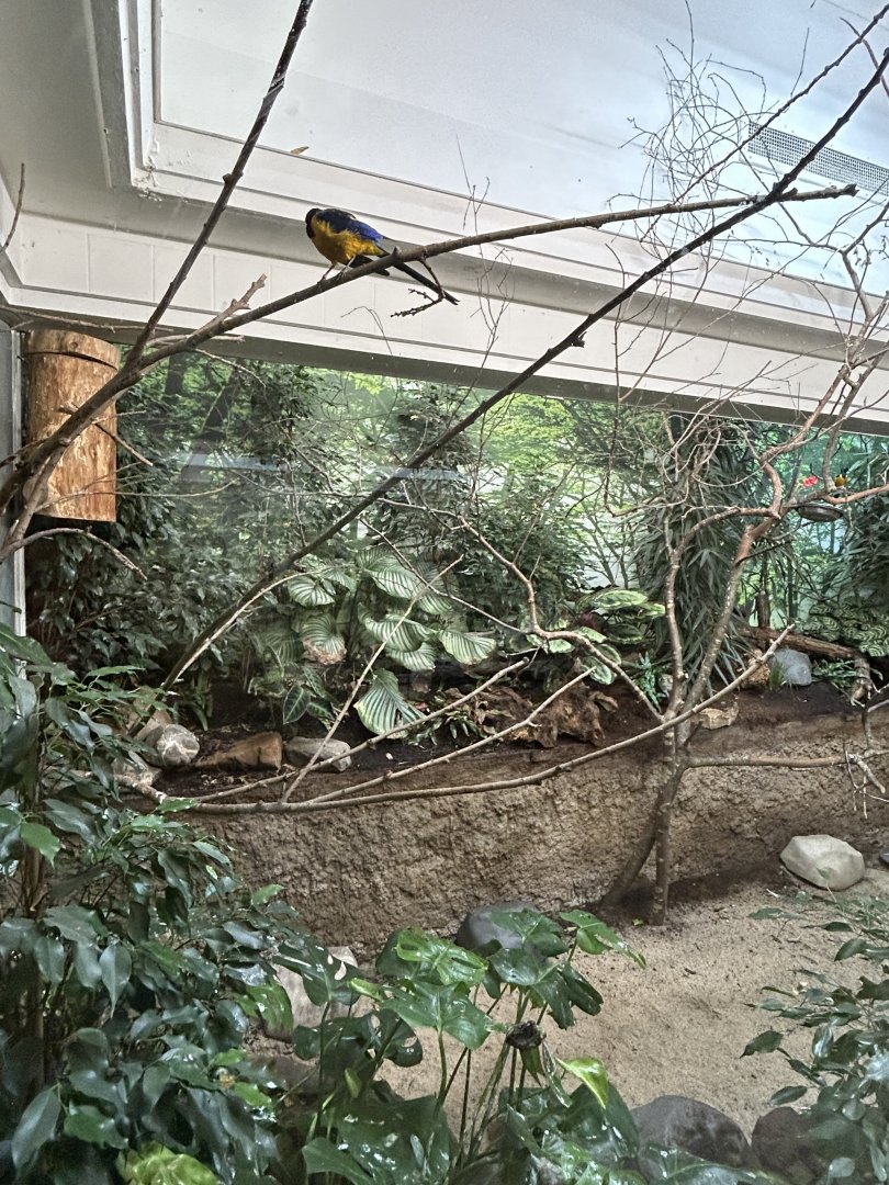 Golden-breasted starling and Black crake aviary