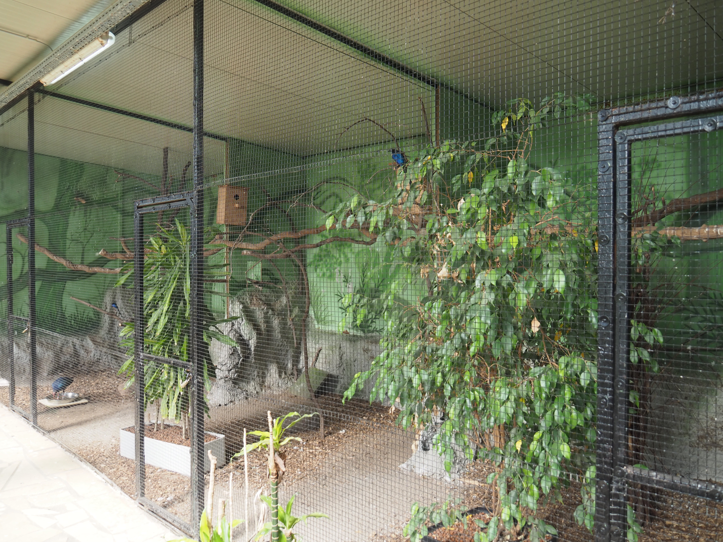 Golden-breasted starling and Grey-headed purple swamphen aviary, 2020-06-20