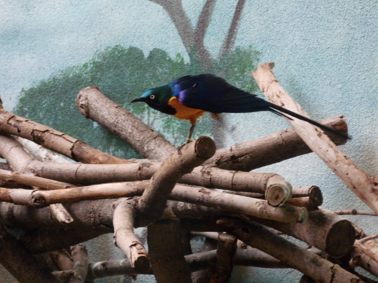 Golden-breasted starling at Philadelphia zoo 2015-03-08