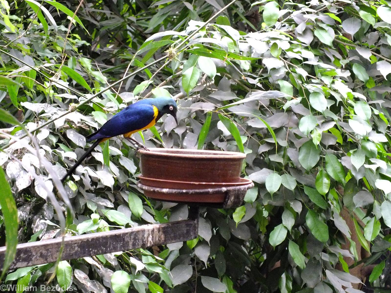 Golden-breasted Starling - Free flight Bird Building