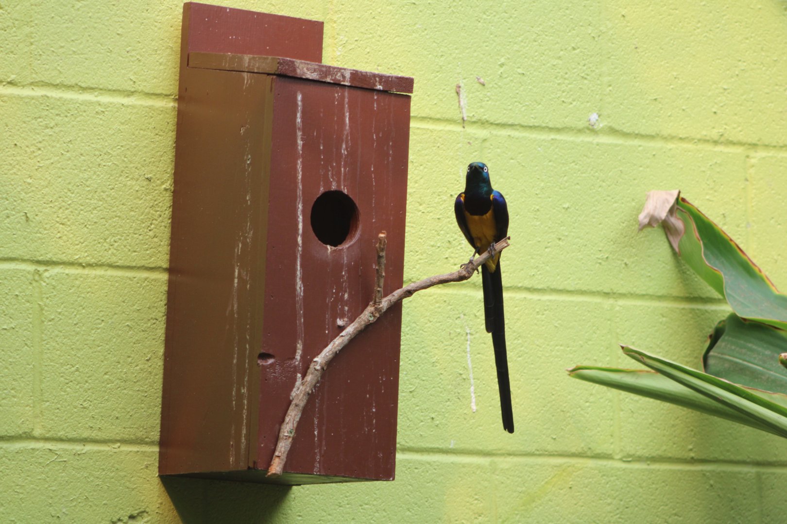 Golden-Breasted Starling (L. regius)