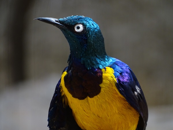 Golden-breasted starling (Lamprotornis regius) (07/22)