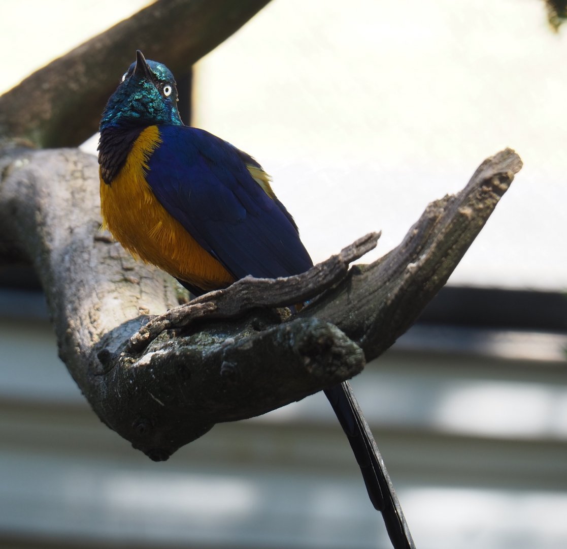 Golden-breasted starling (Lamprotornis regius), 2019-04-20