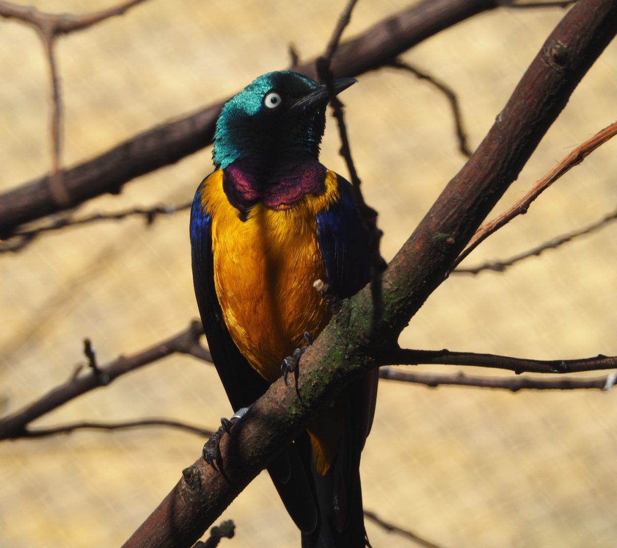Golden-breasted starling (Lamprotornis regius), 2019-12-30