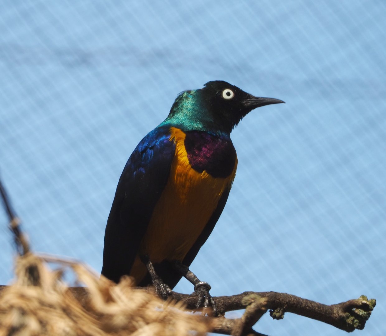 Golden-breasted starling (Lamprotornis regius), 2020-06-12