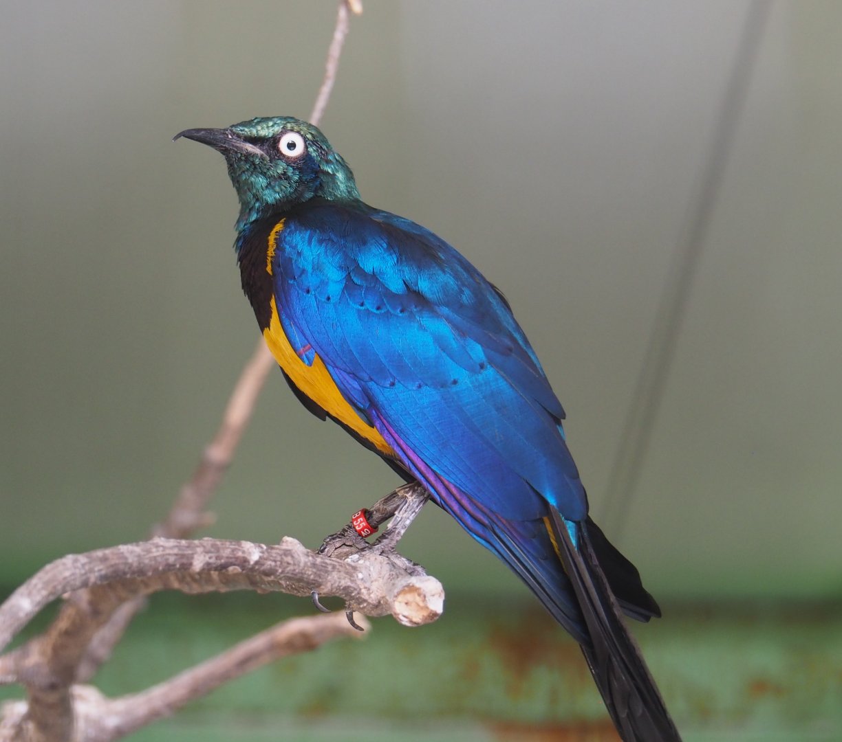 Golden-breasted starling (Lamprotornis regius), 2020-06-20