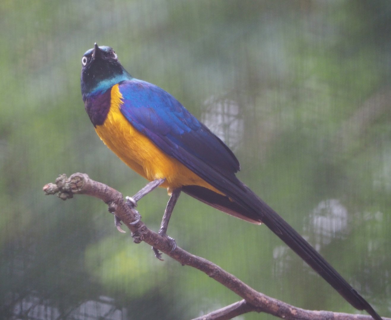 Golden-breasted starling (Lamprotornis regius), 2020-07-14