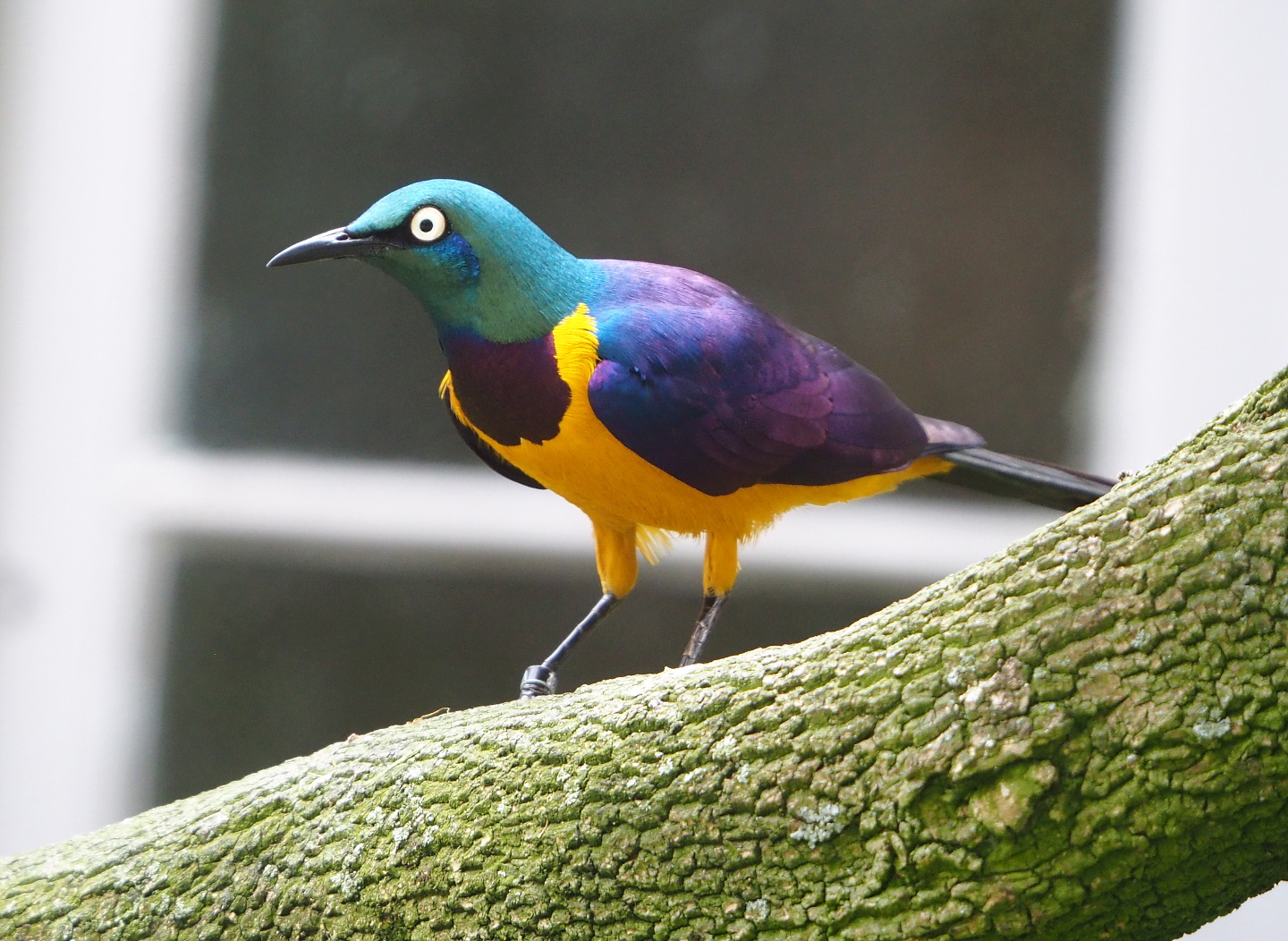 Golden-breasted starling (Lamprotornis regius), 2021-06-12