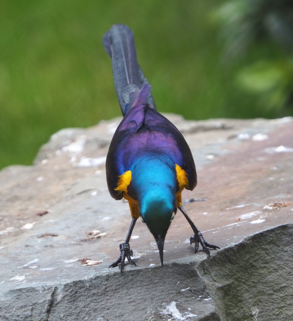 Golden-breasted starling (Lamprotornis regius), 2021-06-12
