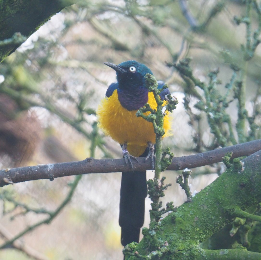 Golden-breasted starling (Lamprotornis regius), 2021-11-23
