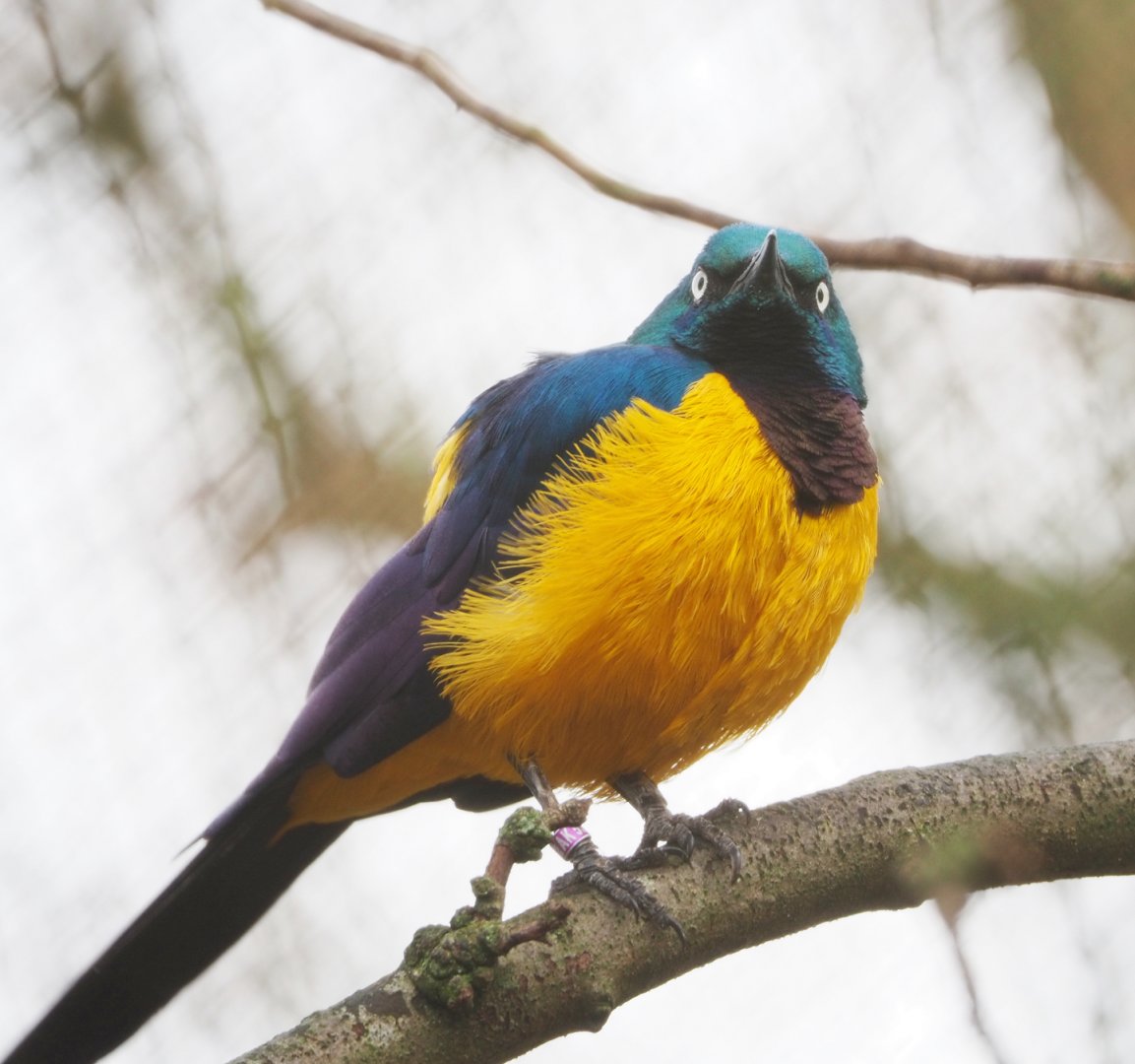 Golden-breasted starling (Lamprotornis regius), 2021-12-07