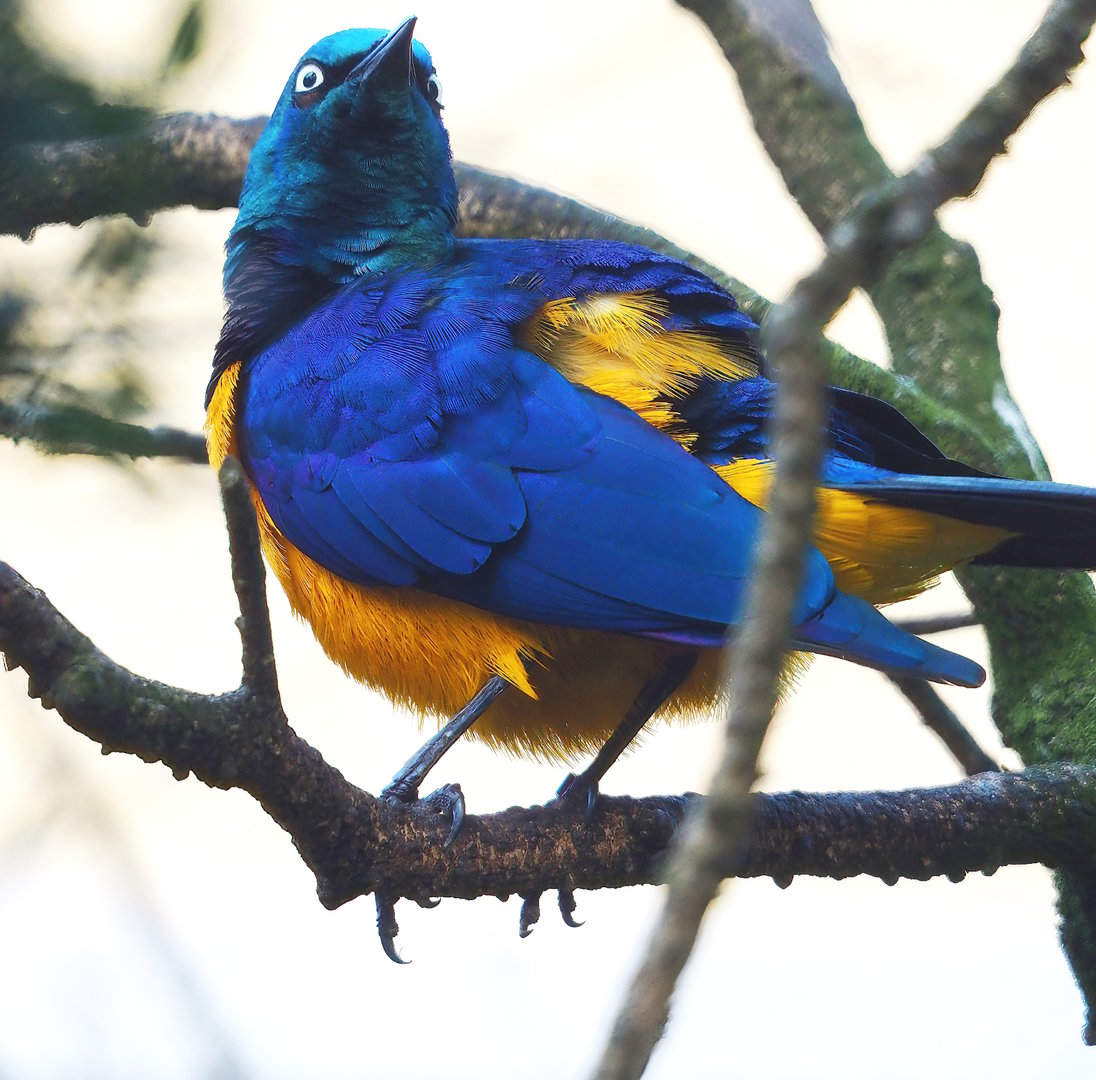Golden-breasted starling (Lamprotornis regius), 2022-10-29