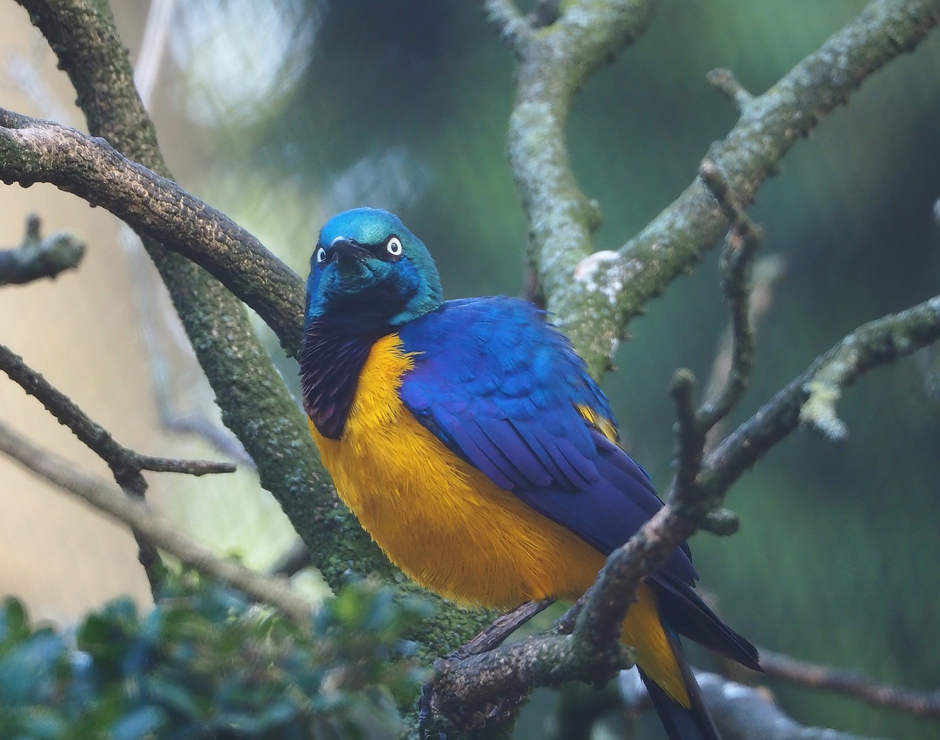 Golden-breasted starling (Lamprotornis regius), 2022-10-29