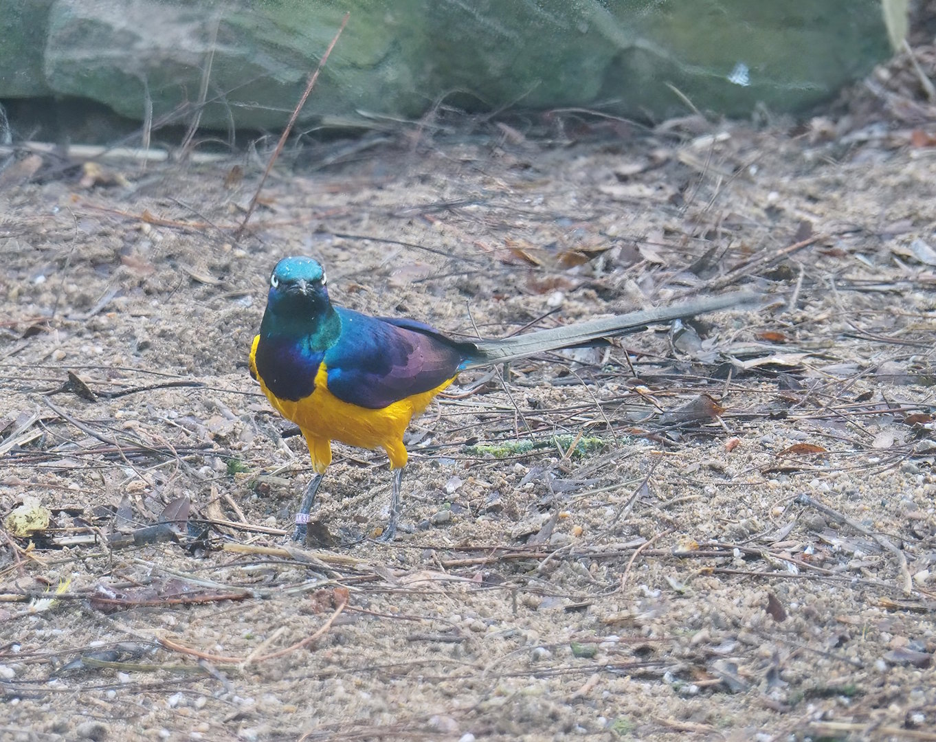 Golden-breasted starling (Lamprotornis regius), 2022-11-12