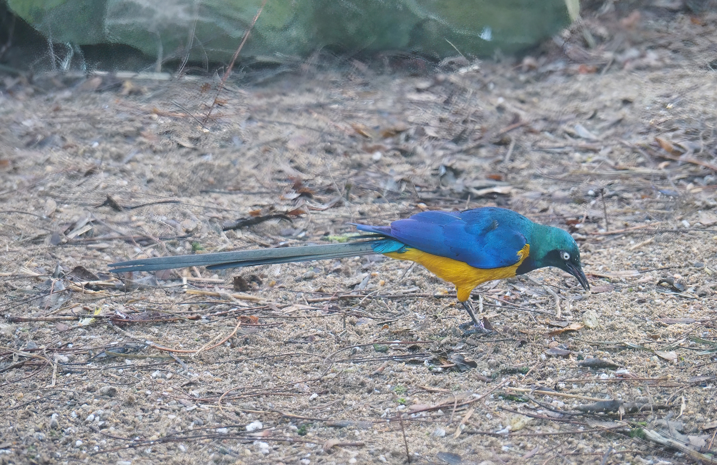 Golden-breasted starling (Lamprotornis regius), 2022-11-12