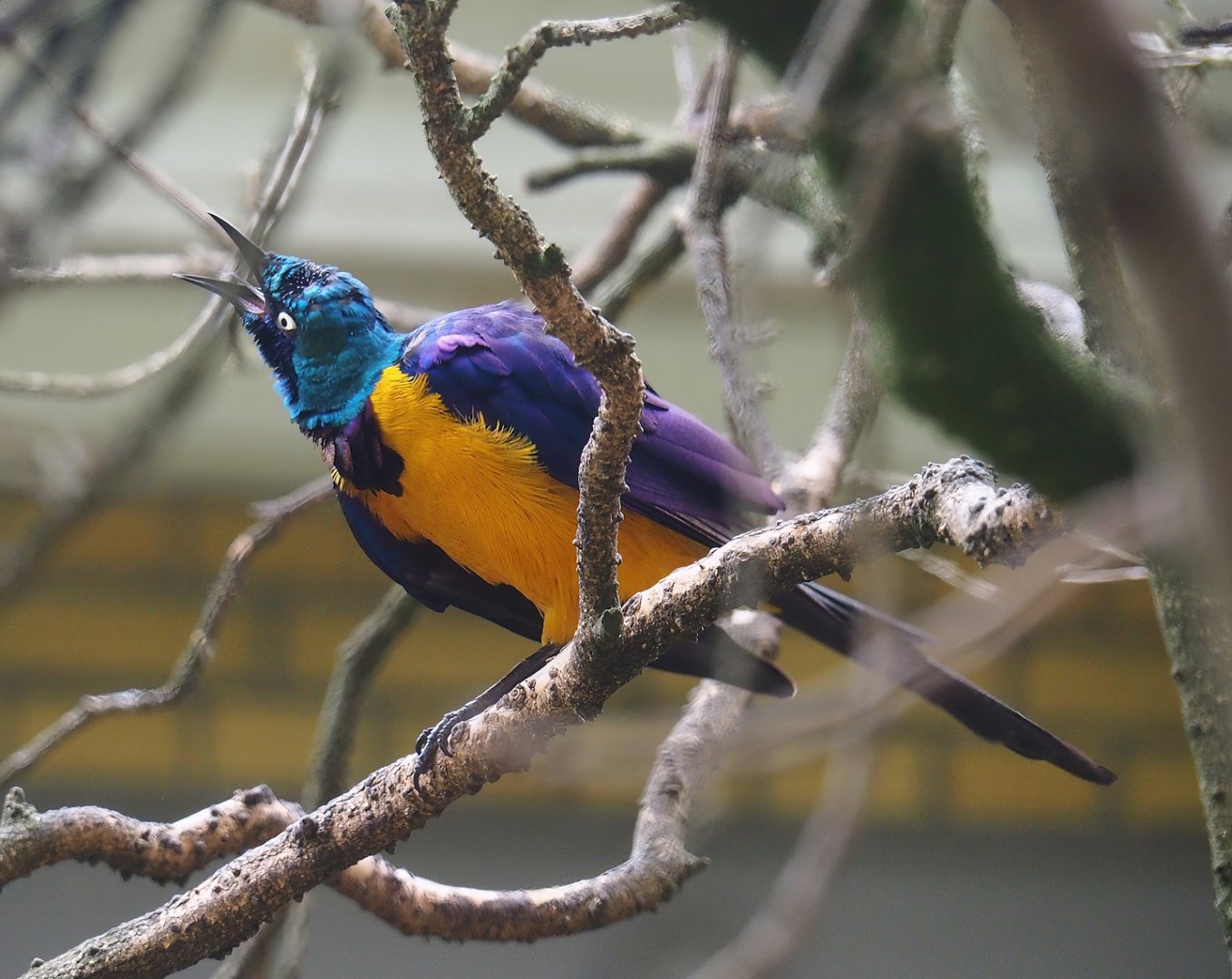 Golden-breasted starling (Lamprotornis regius), 2023-07-02