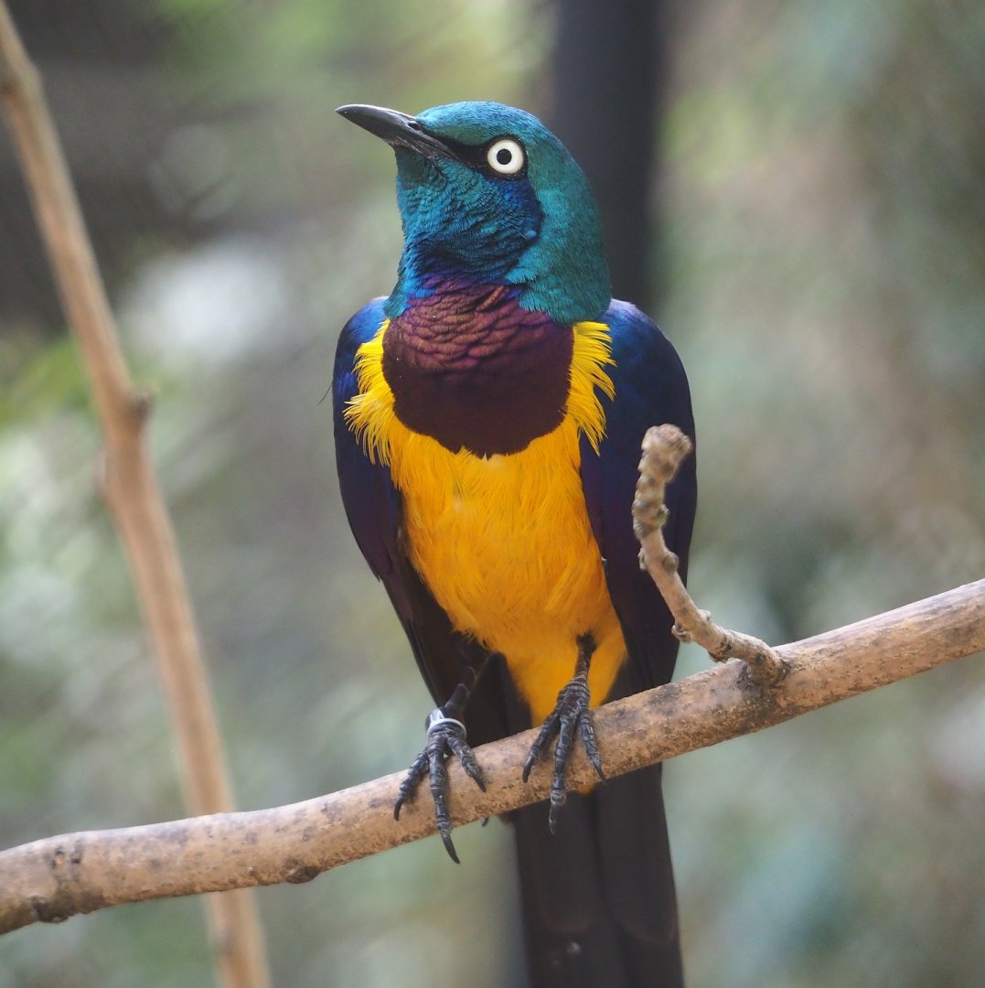 Golden-breasted starling (Lamprotornis regius), 2023-07-22