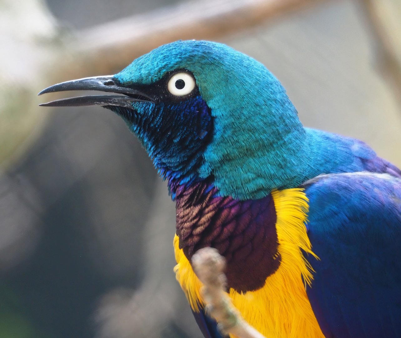 Golden-breasted starling (Lamprotornis regius), 2023-07-22