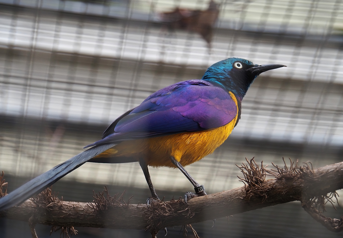 Golden-breasted starling (Lamprotornis regius), 2024-02-17