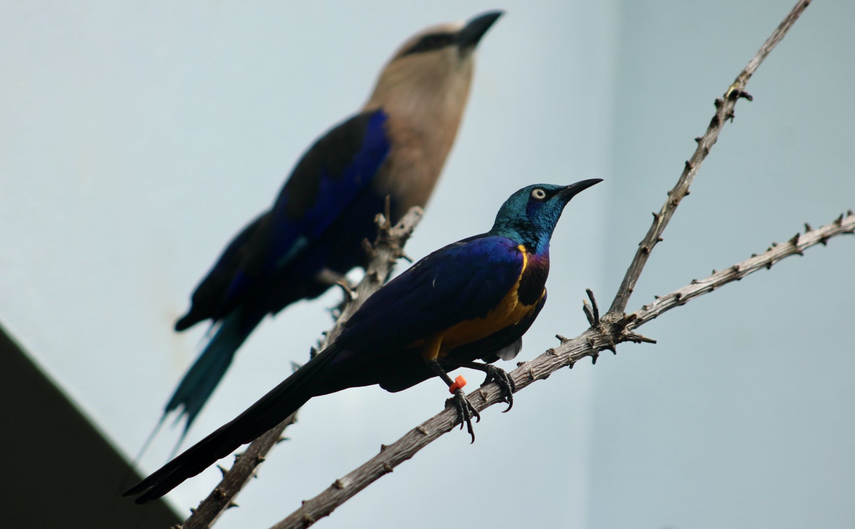 Golden-Breasted Starling (Lamprotornis regius) and Blue-Bellied Roller (Coracias cyanogaster)