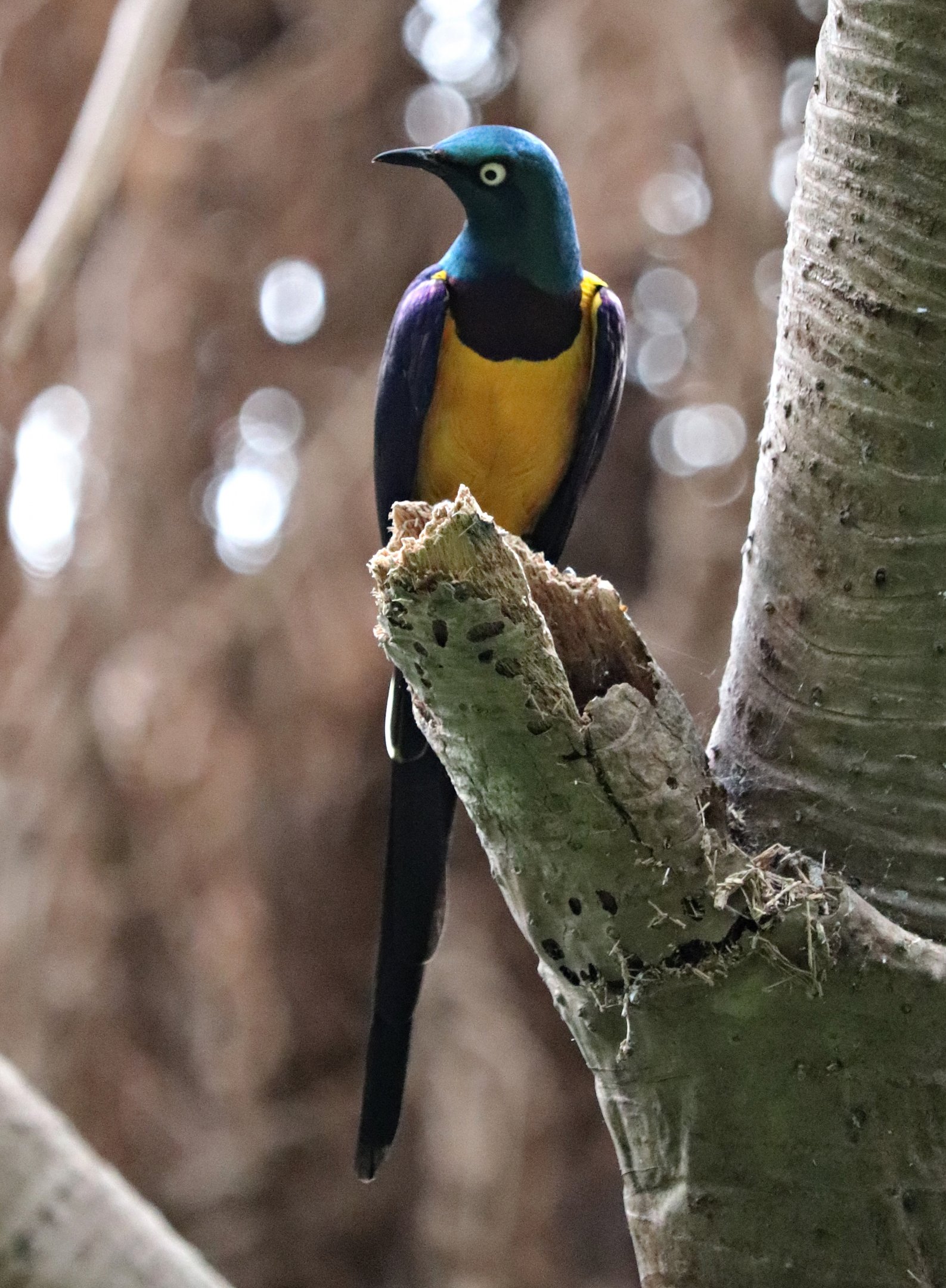 Golden-breasted starling (Lamprotornis regius) in the Jungle Trail