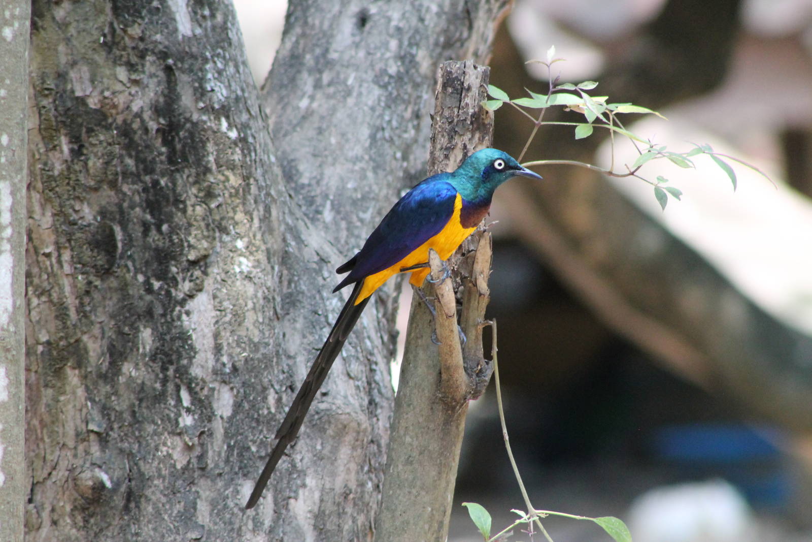 golden-breasted starling (Lamprotornis regius)