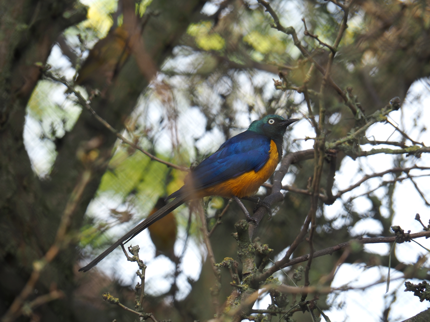 Golden-breasted starling (Lamprotornis regius)