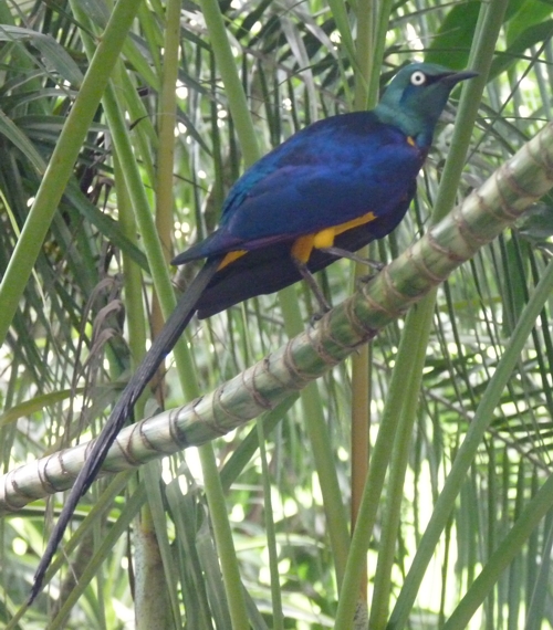 Golden-breasted starling (Lamprotornis regius)