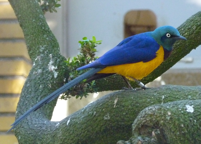 Golden-breasted starling (Lamprotornis regius)