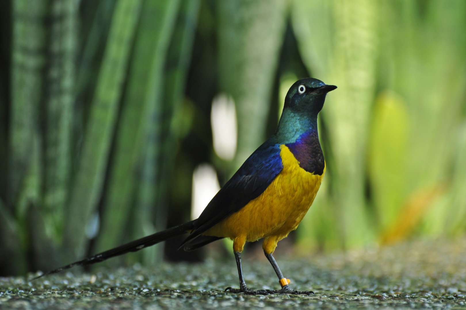 Golden-breasted starling (Lamprotornis regius)
