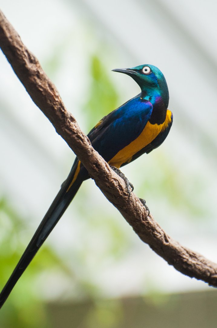 Golden-breasted starling (Lamprotornis regius)