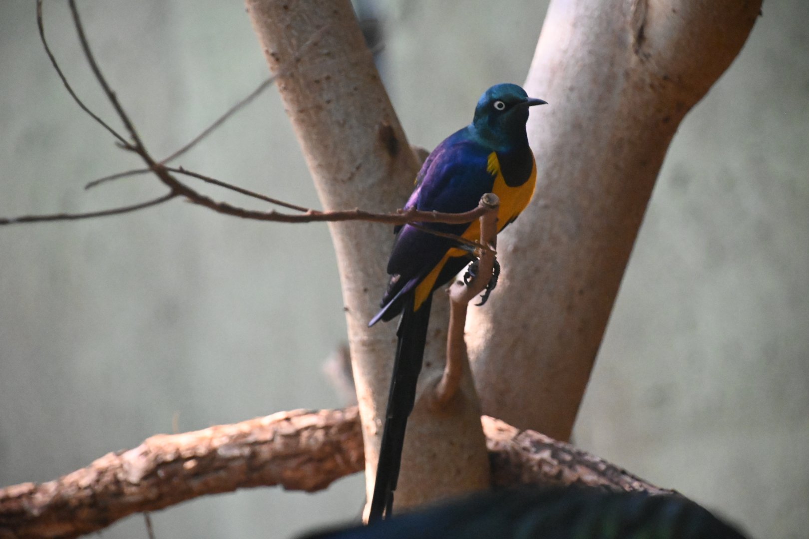 Golden-breasted starling (Lamprotornis regius)