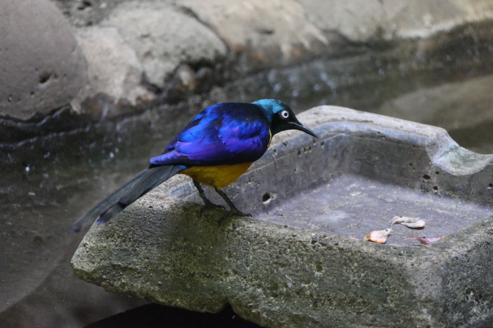 Golden-breasted Starling (Lamprotornis regius)