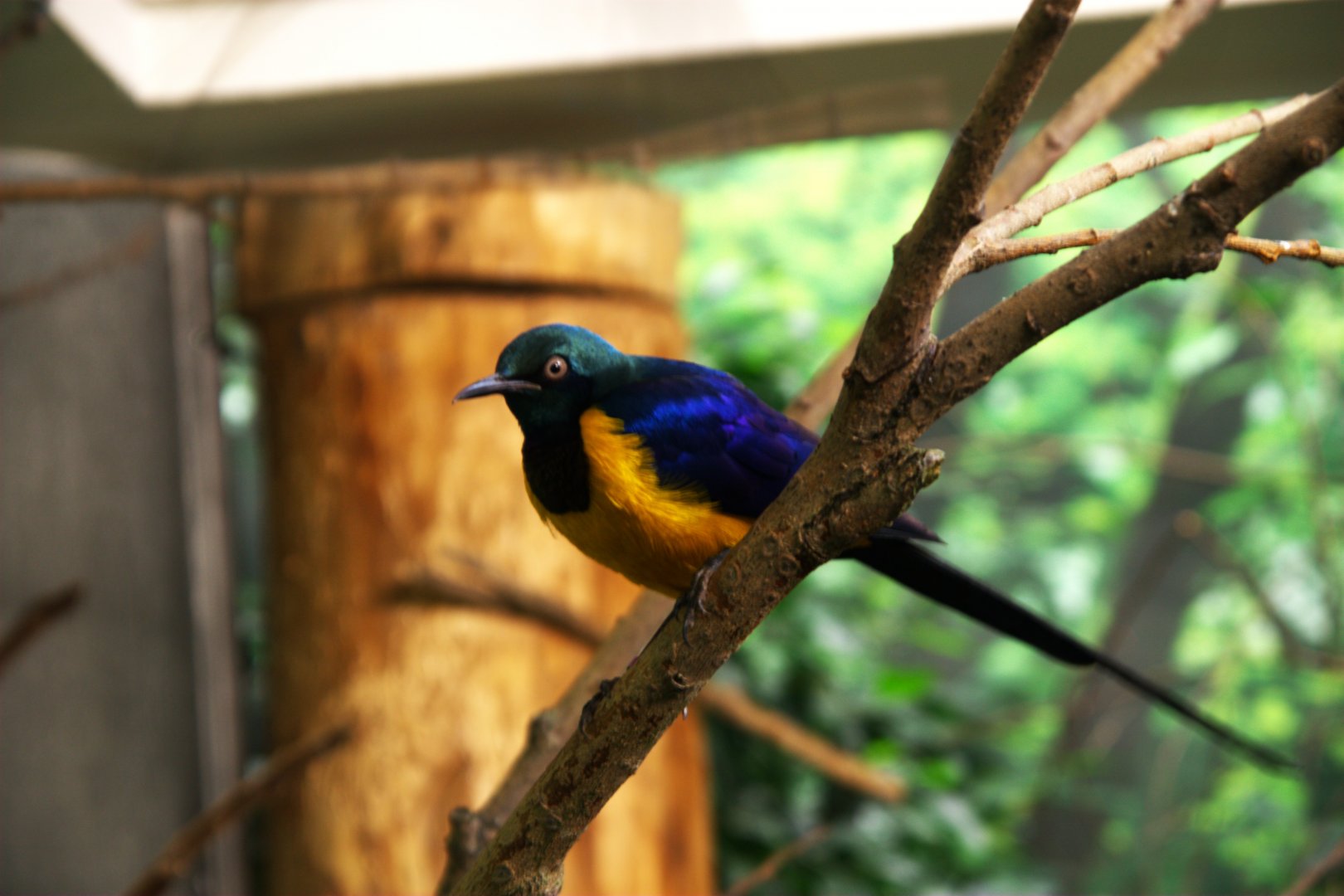 Golden-breasted Starling (Lamprotornis regius)