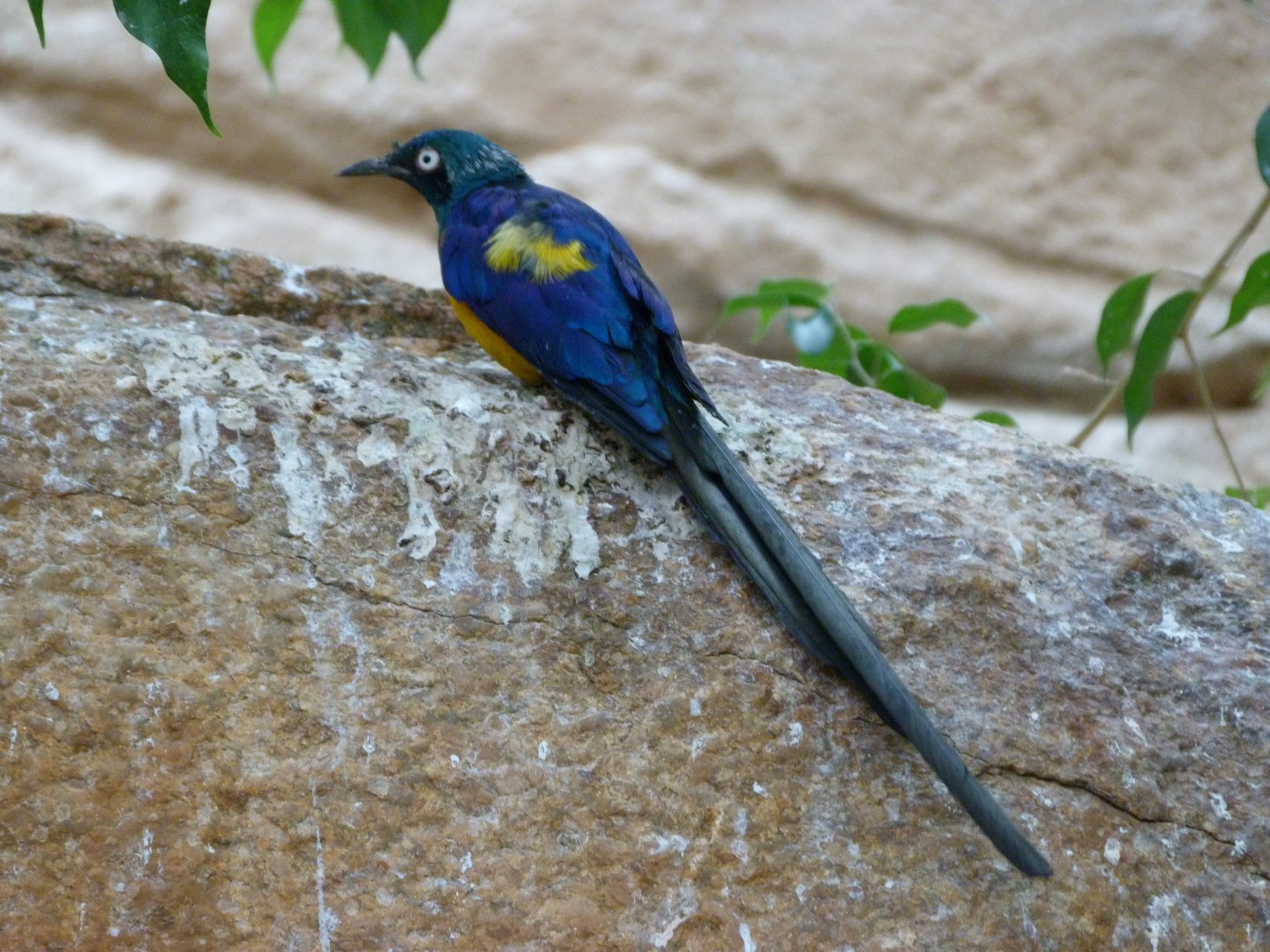 Golden-breasted starling -Zoologischer Garten Berlin (2024)