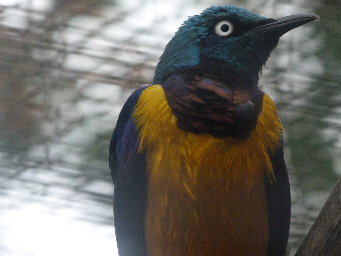 Golden-breasted starling -Zoologischer Garten Berlin (2024)